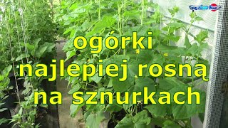 ogórki najlepiej rosną na sznurkach [upl. by Elleuqar]