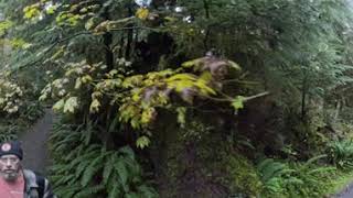 241013 HOH Forest Spruce River Trail Insta 360 8k [upl. by Ferna]