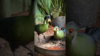 WhiteCheeked Turaco Facts A Colorful African Bird wildlife beautifulbirds shorts youtubeshort [upl. by Waldos576]