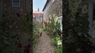 Blakeney Lokes In Summer Lined With Hollyhocks blakeney hollyhocks northnorfolk [upl. by Nyliret]