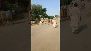 cow domestic white colour cows going to cowfarm from home [upl. by Virgy]