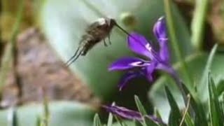 Nature of the Hoverfly and Butterfly  David Attenborough  BBC Studios [upl. by Noswal947]