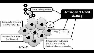 Discuss procoagulants Substances that promote blood clotting Snake venoms thrombin Calcium ions [upl. by Coppock]