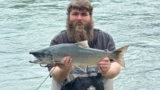 Alaska sockeye Salmon flossing fishing at soldotna creek park red salmon flipping kenai river 2024 [upl. by Olivia108]