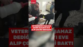 Ankarada veterinerin yaşamaz dediği buzağıya çocuğu gibi bakan kadın gündem oldu shorts [upl. by Tnarg792]