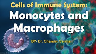 What are Monocytes and macrophages  Cells of Immune system  structure  Immunology [upl. by Yllah57]