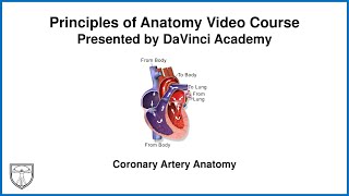 Coronary Artery Anatomy Thorax Anatomy 14 of 16 [upl. by Sochor]