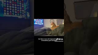 Cat Plays Bejeweled 3 [upl. by Reifinnej]