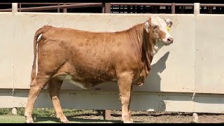 JampJ Cattle Co Simbrah Replacement Heifer [upl. by Greyso]