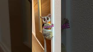 Baby Bush Baby JUMPS at Camera [upl. by Prestige]