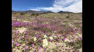 Abronia villosa sand verbena [upl. by Milas]