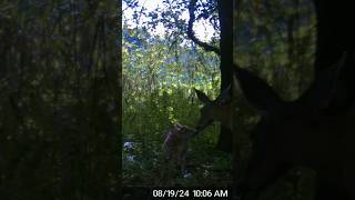 Adorable Whitetail Fawn With A Caring Mom 🥰wildlife youtubeshorts nature [upl. by Joktan]