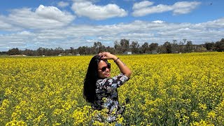 Canola Fields in Full Bloom  York WA 🇦🇺  ShangeeTravels  Spring 2024 [upl. by Atiruam]