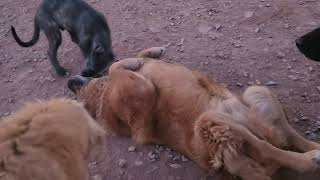 Irish Wolfhounds Faolan and Ciaran playing with Noble Bear Joker [upl. by Strade]