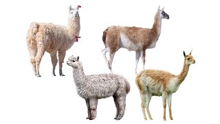 4 Species of Llamas  Family Camelidae Genus Lama [upl. by Irovi600]