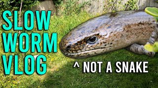 Slow Worm Garden Tour  Panda Vlog [upl. by Narba]