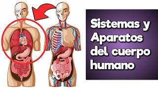 Órganos y Funciones de los SISTEMAS Y APARATOS del Cuerpo Humano [upl. by Normalie]