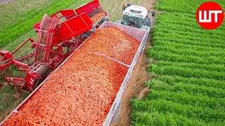 How Carrots are Harvested amp Processed  Modern Carrot Processing Technology  Food Factory [upl. by Nalid]