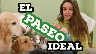 CONSEJOS PARA UN PASEO DE CALIDAD  Educación canina  Diéresis Animal Tv [upl. by Yeslrahc]