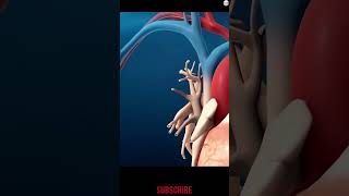 Angioplasty Procedure3D animation angioplasty procedure 3danimation ytshortsvideo shorts [upl. by Rachaba293]