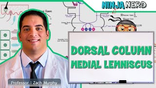 Ascending Tracts  Dorsal Column Medial Lemniscus Pathway [upl. by Alitta]