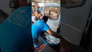 FRESH FISH FROM PAMPANGA TO TAGUIG MAHARLIKA fish [upl. by Ecallaw439]