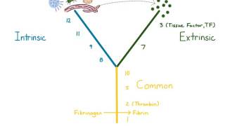 Coagulation Cascade [upl. by Knudson]