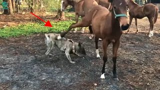 30 Brutal Deadly Kicks Of Horses That Make Dogs Dizzy And Collapse [upl. by Neyud]