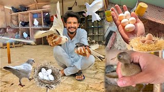 Sub Pigeons K Eggs Bahar Nikal Diye😨 Chocolate Coffee Ka New Chucha😍 [upl. by Chalmer963]