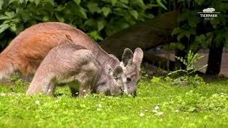 Bergkängurus im Tierpark Berlin  Common wallaroos at Tierpark Berlin [upl. by Geneva]