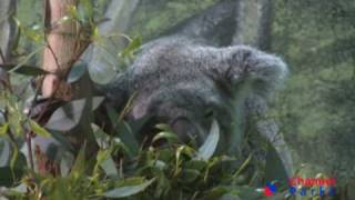 Conoce el Zoo Aquarium de Madrid por dentro [upl. by Kulseth518]