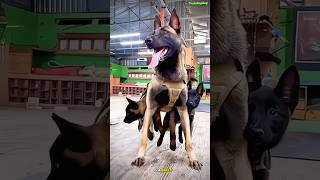 🔥America K9 Dog k9 dogsofyoutube dogstraining dog tactical trending trainingdog [upl. by Thistle]