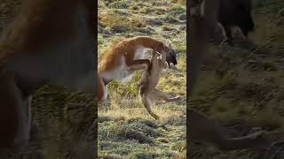 Mountain Showdown Cougars Intense Hunt [upl. by Odnalor]