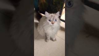 🥺😞missing cat in salem 😢😭 shorts viralvideo trending pets petlover missing cat cats pet [upl. by Brainard386]