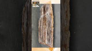 Natural Petrified Wood Countertops petrifiedwood countertops naturalstone countertop stoneslab [upl. by Anelaj]