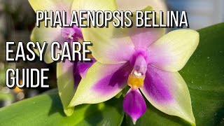 Phalaenopsis Bellina Easy Care Guide Orchid Care For Beginners [upl. by Affay]