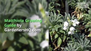 Matthiola Growing Guide [upl. by Allan]