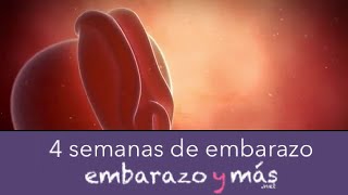 4 semanas de embarazo  Primer mes  EMBARAZOYMAS [upl. by Renado957]