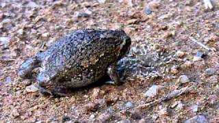 Bushveld rain frog lapping up the summer insect arrival at Askari [upl. by Aicitel662]