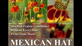 MEXICAN HAT CONEFLOWER Seed  RED PRAIRIE Flower Ratibida columnar FLOWER SEEDS on wwwMySeedsCo [upl. by Nehtanoj485]