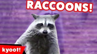 The Funniest Raccoon Videos of 2016 Weekly Compilation  Kyoot Animals [upl. by Zerimar]