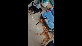 Rottie vs Natti 💥 Rottweiler vs Kombai dog 🔥 shorts [upl. by Xuerd]