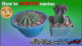 How to Save Dying Cactus  Rescue Root Rot Cactus100 Sure Result [upl. by Dustman]