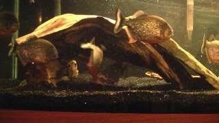 Feeding Time 7 RedBellied Piranhas HD [upl. by Haram925]