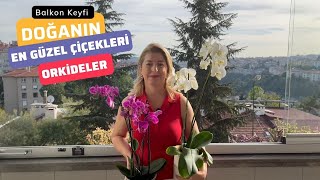 🌸DOĞANIN EN GÜZEL ÇİÇEKLERİORKİDELER [upl. by Regen672]