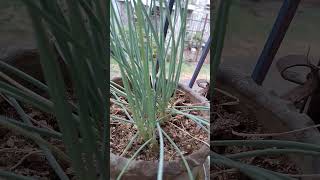 Spring onion Planting in Pot short onion [upl. by Normie]