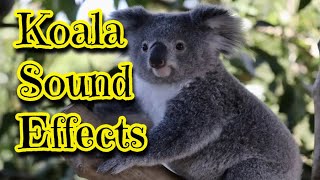 Koala Sound Effects [upl. by Irod]