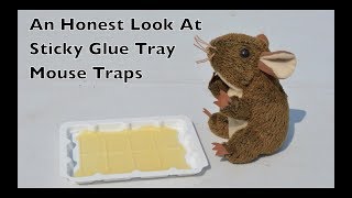 An Honest Look At Sticky Glue Tray Mouse Traps quotAdvertiser Friendly Versionquot [upl. by Urita]