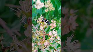 Flower and bee nature flowers naturephotography garden trending beauty [upl. by Earlie]