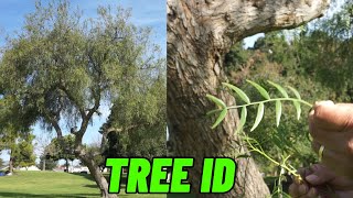 How to Identify Trees Like a Pro Schinus Molle California Pepper [upl. by Ennaj]